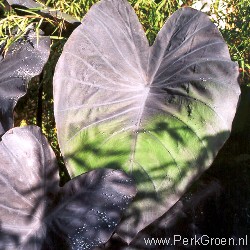 Colocasia Black Magic www.PerkGroen.nl
